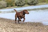 LABRADOR 218